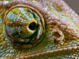 ZED FESTIVAL - COVER 2021