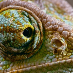 ZED FESTIVAL - COVER 2021