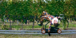 Grape Maestro - Ophelia Young