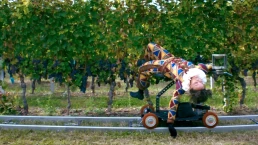 Grape Maestro - Ophelia Young