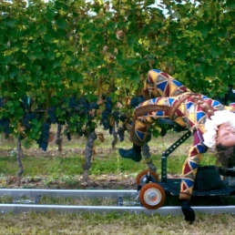 Grape Maestro - Ophelia Young