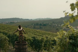 GRAPE MAESTRO