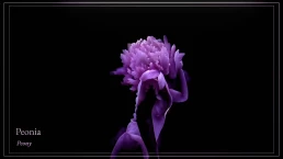 Floriography - Dance in Flowers