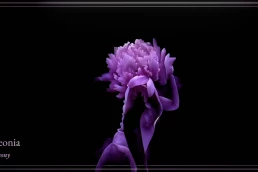 Floriography - Dance in Flowers