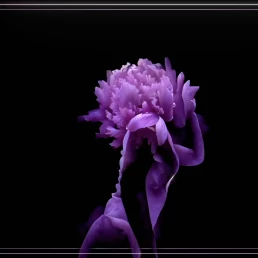 Floriography - Dance in Flowers